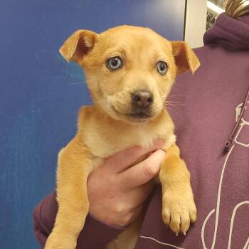 Chihuahua and Dachshund Dogs Available for Adoption - CT Ribbit Avail Feb 11 | PetCurious