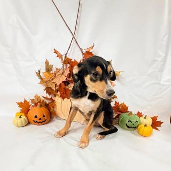 1131 (2026) Avery -  Collie and Mixed Breed Dog for Adoption in Parker, Colorado - 1131 (2026) Avery | PetCurious