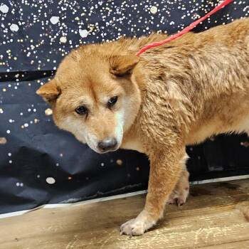 Shiba Inu Dogs Available for Adoption in Normal, Illinois - Jr | PetCurious