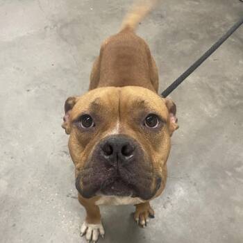 Terrier Dogs Available for Adoption in Tampa, Florida - Philly | PetCurious