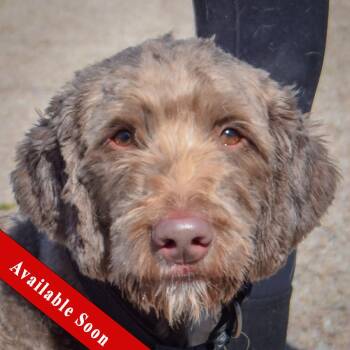Benjamin -  Chocolate Labrador Retriever and Poodle Dog for Adoption in Huntley, Illinois - Benjamin | PetCurious