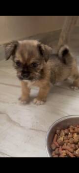 Emilia -  West Highland White Terrier Westie and Yorkshire Terrier Dog Available for Adoption - Emilia | PetCurious