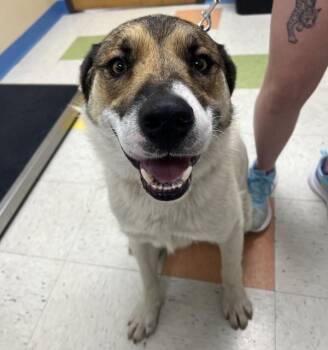 Moose -  Great Pyrenees and Anatolian Shepherd Dog for Adoption in Sioux City, Iowa - Moose | PetCurious