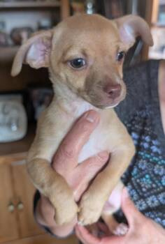 Chihuahua Dogs Available for Adoption in Albuquerque, New Mexico - Claudia - PUPPY | PetCurious