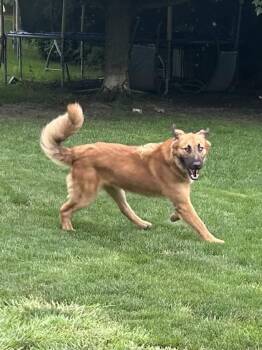 SISCO -  Golden Retriever and German Shepherd Dog Dog for Adoption in Elyria, Ohio - SISCO | PetCurious