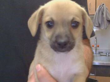 Cardigan Welsh Corgi and Chihuahua Dogs Available for Adoption in Sacramento, California - A915364 | PetCurious