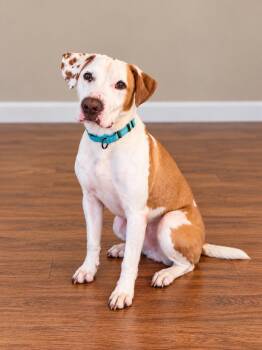 Woody -  Labrador Retriever and American Staffordshire Terrier Dog for Adoption in Houston, Texas - Woody | PetCurious