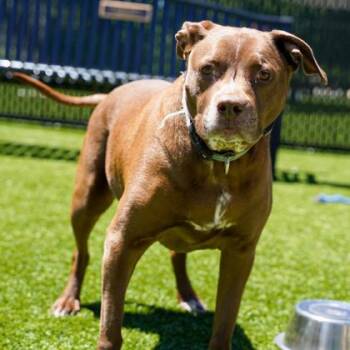 Mixed Breed Dogs Available for Adoption in Atlanta, Georgia - Coco | PetCurious