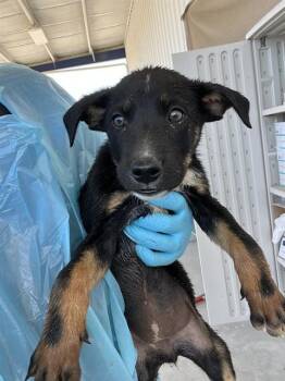 Summer - URGENT -  Shepherd Dog for Adoption in Thousand Oaks, California - Summer - URGENT | PetCurious