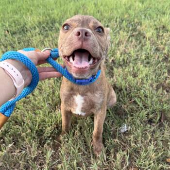 Bluey -  Pit Bull Terrier and American Staffordshire Terrier Dog for Adoption in Harlingen, Texas - Bluey | PetCurious