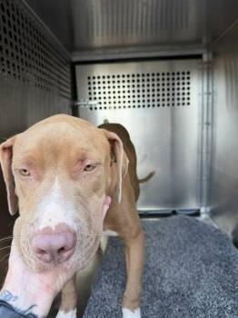ROBBIE -  Pit Bull Terrier and Labrador Retriever Dog for Adoption in Oklahoma City, Oklahoma - ROBBIE | PetCurious