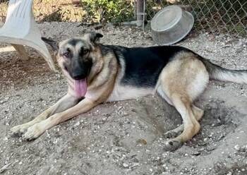 DORA -  German Shepherd Dog and Mixed Breed Dog for Adoption in Pensacola, Florida - DORA | PetCurious
