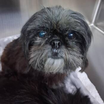 Veronica -  Shih Tzu Dog for Adoption in Denison, Texas - Veronica | PetCurious