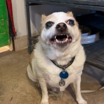 Rescue Chihuahua Dogs for Adoption in Hanna City, Illinois - Princeton | PetCurious