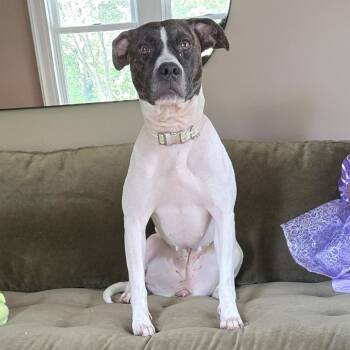 Iris -  Pit Bull Terrier Dog for Adoption - Iris | PetCurious