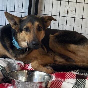 Mr. Peanuts -  German Shepherd Dog and Labrador Retriever Dog for Adoption in Austin, Texas - Mr. Peanuts | PetCurious