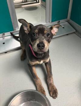 Terrier and Mixed Breed Dogs Available for Adoption - PICKLES | PetCurious