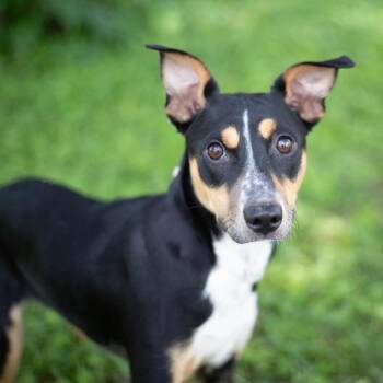 Charlotte -  Terrier and Mixed Breed Dog for Adoption in Brownsboro, Alabama - Charlotte | PetCurious