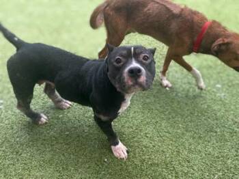 Bunny -  American Bulldog and Mixed Breed Dog for Adoption in Gainesville, Florida - Bunny | PetCurious