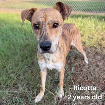 Ricotta -  Black Mouth Cur and Labrador Retriever Dog for Adoption in Tomah, Wisconsin - Ricotta | PetCurious