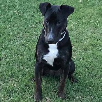 Rescue Bull Terrier Dogs for Adoption in Longview, Texas - Stella | PetCurious