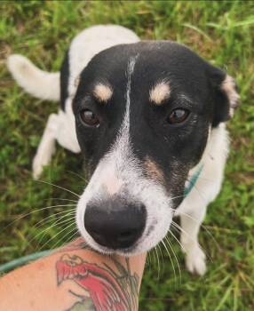 Rescue Hound and Australian Cattle Dog Blue Heeler Dogs for Adoption in West Falls, New York - Cashew | PetCurious