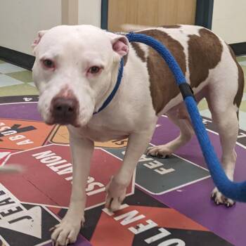 Ocean -  Pit Bull Terrier Dog for Adoption in Philadelphia, Pennsylvania - Ocean | PetCurious