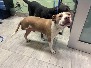 American Staffordshire Terrier and Mixed Breed Dogs Available for Adoption in Grand Prairie, Texas - TANK | PetCurious