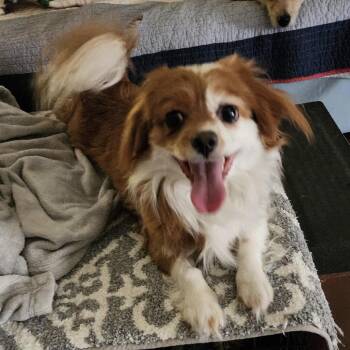 Lemonade -  Cocker Spaniel and Mixed Breed Dog for Adoption in Las Vegas, Nevada - Lemonade | PetCurious