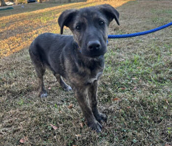 Rescue Mixed Breed Dogs for Adoption in New York, New York - Haven (p) | PetCurious