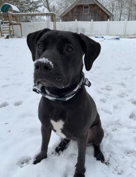 Black Labrador Retriever Dogs Available for Adoption - Floki | PetCurious