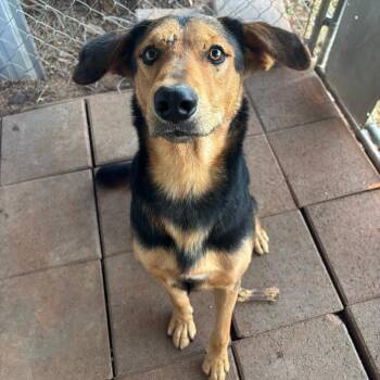 Hound Dogs Available for Adoption in Sentinel, Oklahoma - Bucky | PetCurious