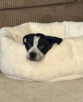 Koby -  Labrador Retriever and Pit Bull Terrier Dog for Adoption in Greenlawn, New York - Koby | PetCurious
