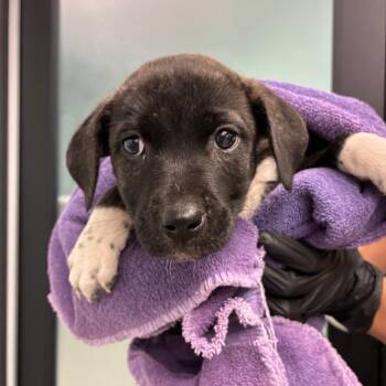 Becky -  Terrier and Mixed Breed Dog for Adoption in Portland, Oregon - Becky | PetCurious