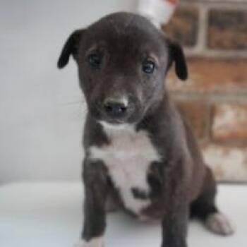 Mixed Breed Dogs Available for Adoption in Bellingham, Washington - Toast | PetCurious