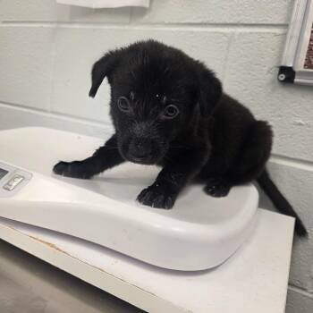 Coastal Creek (black collar) -  Mixed Breed Dog for Adoption in Chattanooga, Tennessee - Coastal Creek (black Collar) | PetCurious