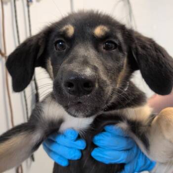 Orchard -  Shepherd and Mixed Breed Dog for Adoption in Hattiesburg, Mississippi - Orchard | PetCurious