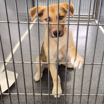 Hazelnut -  Husky and Shepherd Dog for Adoption in Montgomery, Alabama - Hazelnut | PetCurious