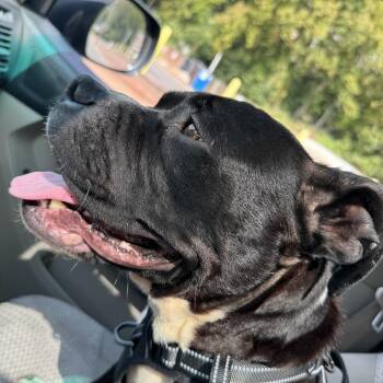 Rescue Pit Bull Terrier Dogs for Adoption in Richmond, Virginia - Wednesday | PetCurious