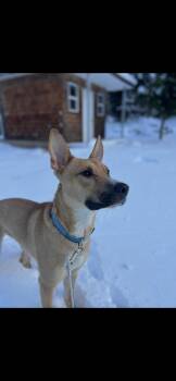Rescue Rhodesian Ridgeback and German Shepherd Dog Dogs for Adoption in Washougal, Washington - Buddy | PetCurious