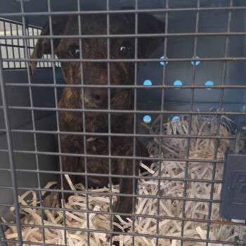 Rescue Terrier Dogs for Adoption in Montgomery, Alabama - Donny | PetCurious