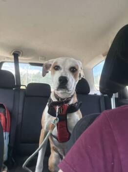 Melvin -  Mixed Breed Dog for Adoption in Spruce Pine, North Carolina - Melvin | PetCurious