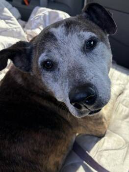 Pauly -  Pit Bull Terrier Dog for Adoption in Vallejo, California - Pauly | PetCurious
