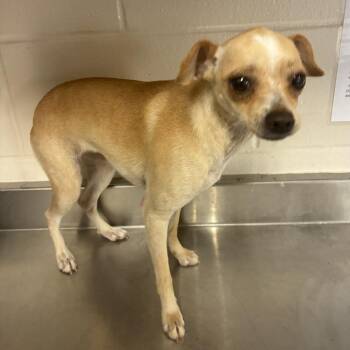 Sweet Potato -  Chihuahua Dog for Adoption in San Antonio, Texas - Sweet Potato | PetCurious
