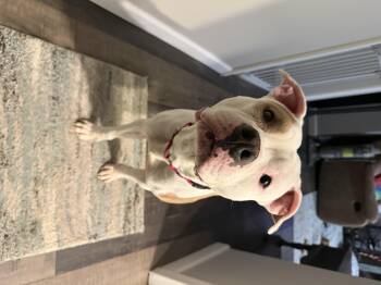 Pit Bull Terrier Dogs Available for Adoption - Ivy | PetCurious