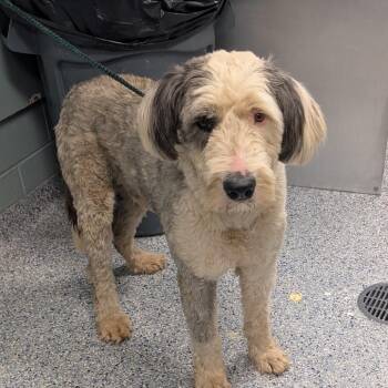 Sheep Dog Dogs Available for Adoption in Greenville, South Carolina - Michigan | PetCurious