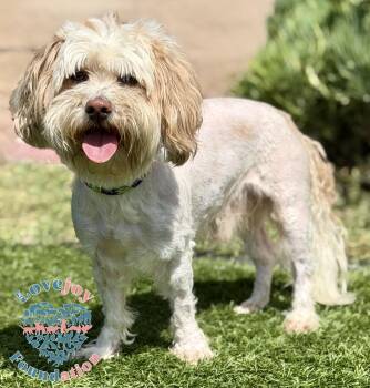 Havanese and Lhasa Apso Dogs Available for Adoption in Inglewood, California - Nino | PetCurious
