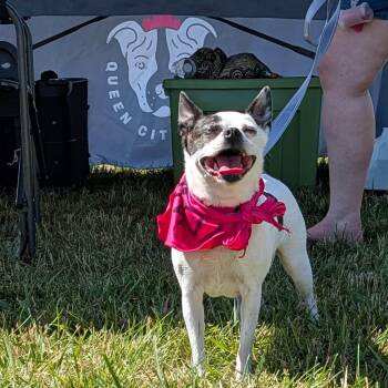 Lulu -  Chihuahua Dog for Adoption in Kenmore, New York - Lulu | PetCurious