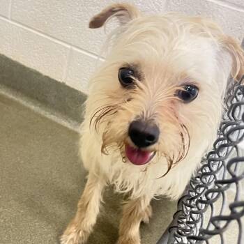 Wirehaired Terrier Dogs Available for Adoption - 70451 | PetCurious