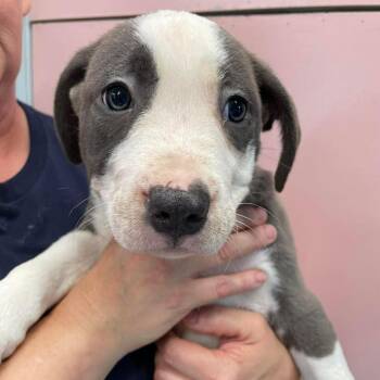 Mixed Breed Dogs Available for Adoption in Huntsville, Arkansas - (S/N 4/23) Larkspur | PetCurious